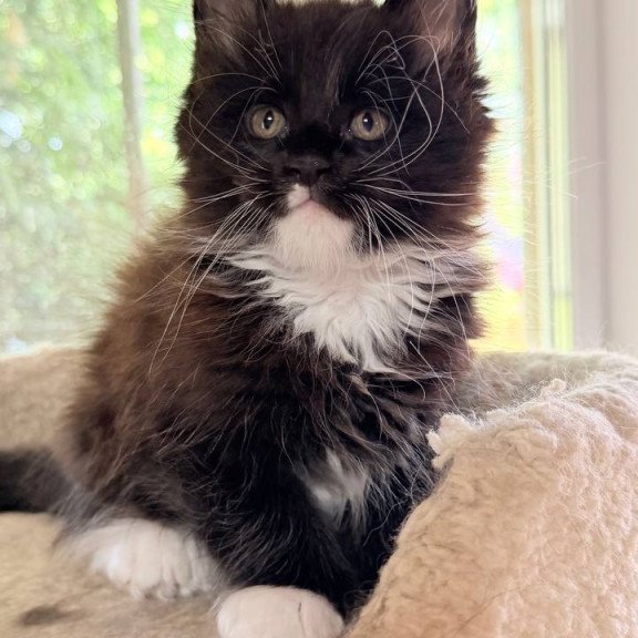 Maine Coon NOV Onyx