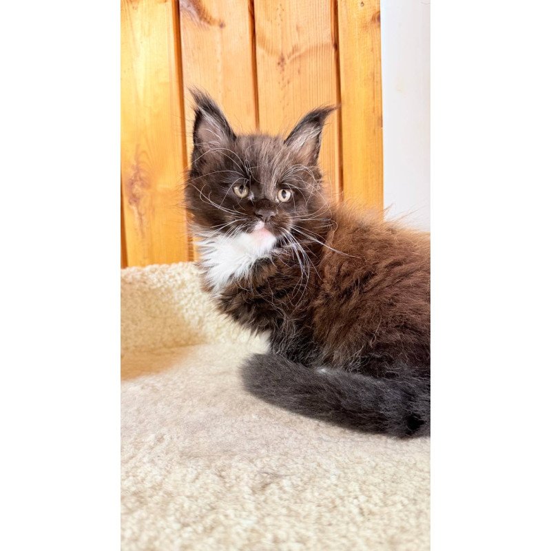 Maine Coon NOV Onyx