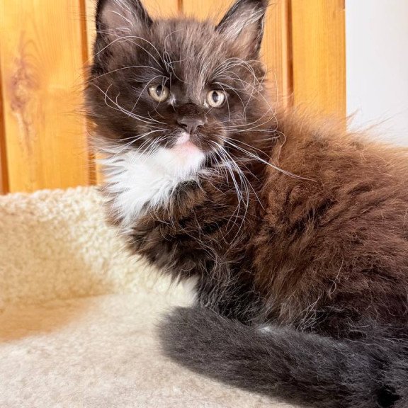 Maine Coon NOV Onyx