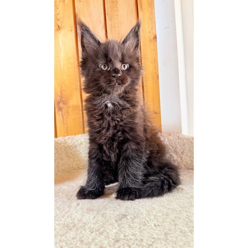 Maine Coon NOV Olenna