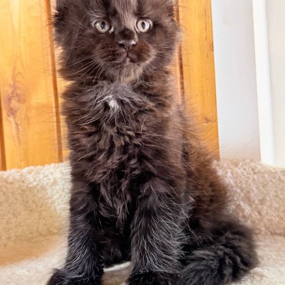 Maine Coon NOV Olenna