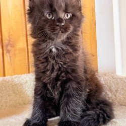 Maine Coon NOV Olenna