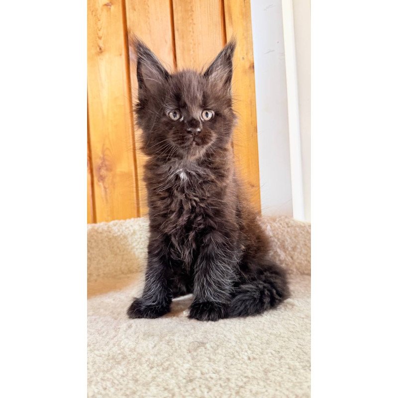 Maine Coon NOV Olenna
