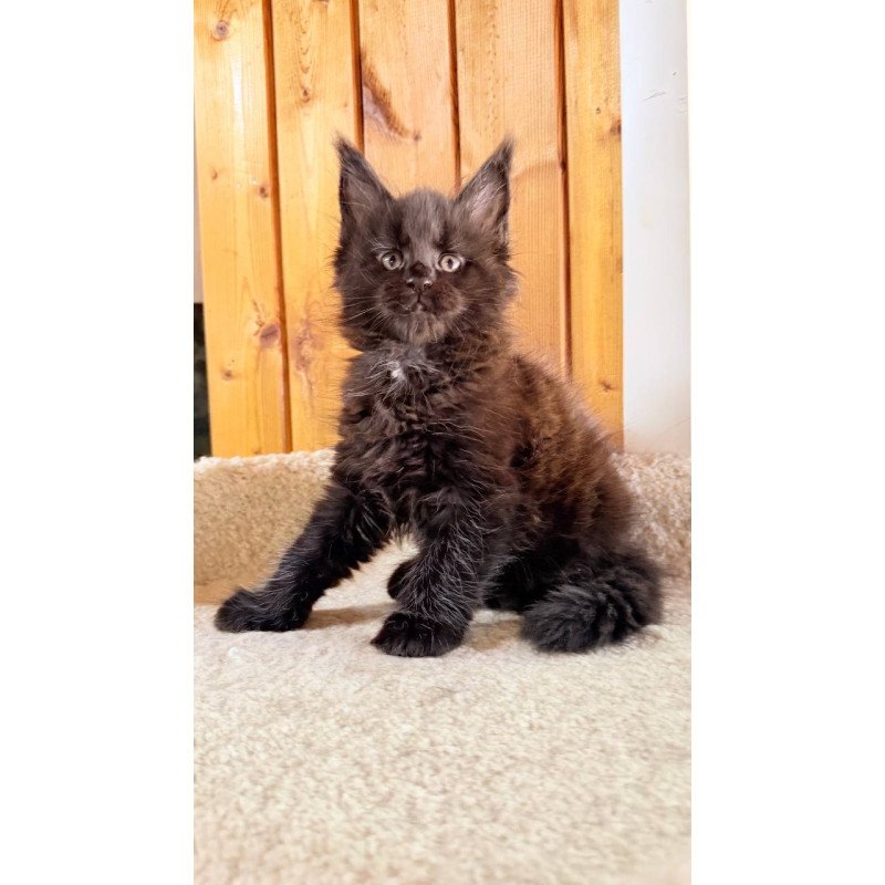 Maine Coon NOV Olenna