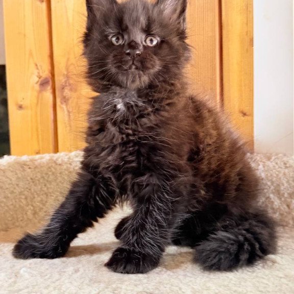 Maine Coon NOV Olenna