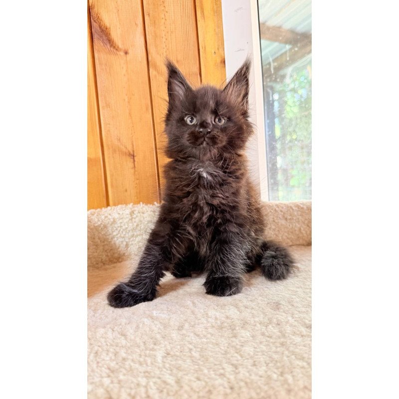 Maine Coon NOV Olenna