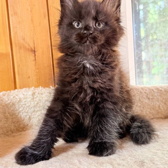 Maine Coon NOV Olenna