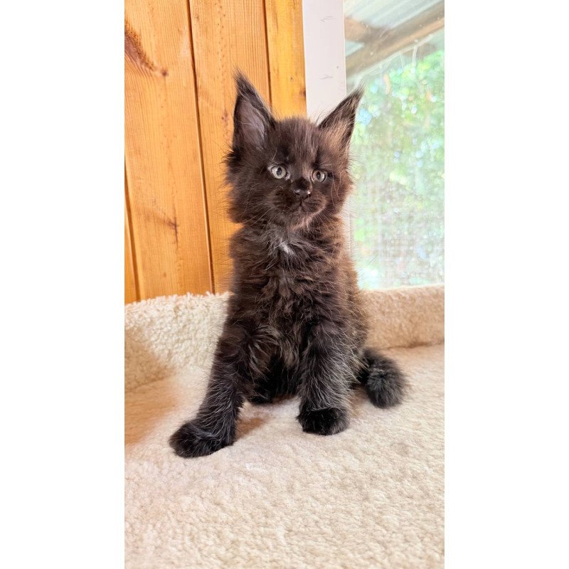 Maine Coon NOV Olenna