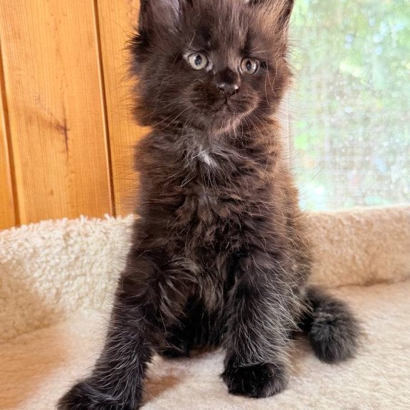 Maine Coon NOV Olenna
