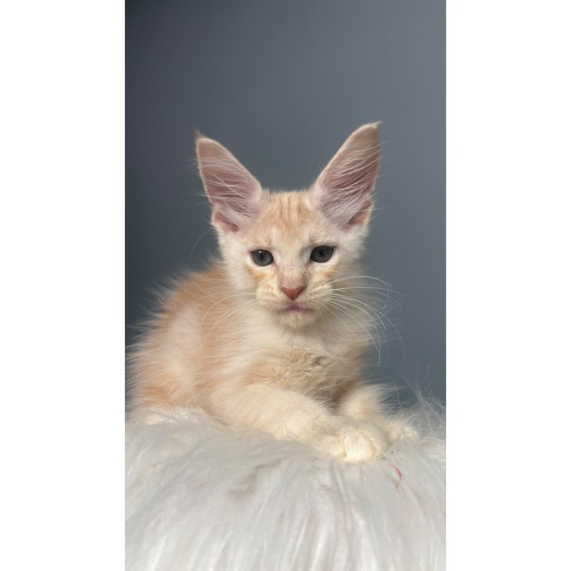 Maine Coon NOV Cheese