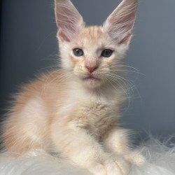 Maine Coon NOV Cheese