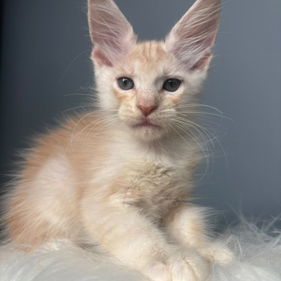 Maine Coon NOV Cheese
