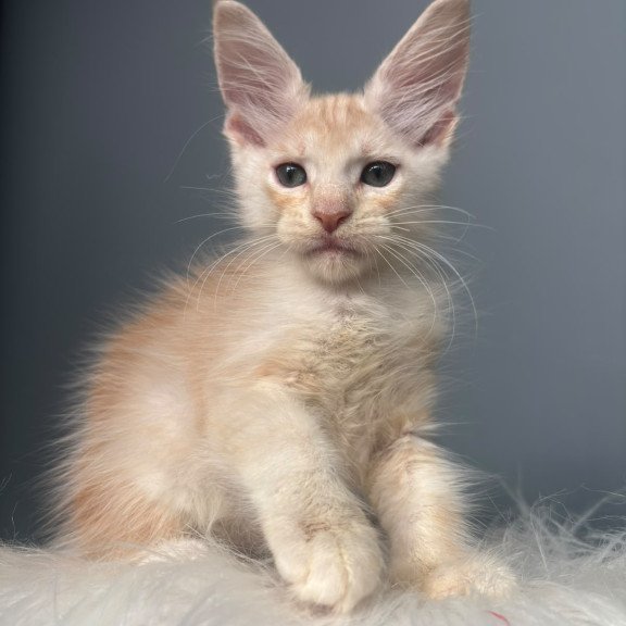 Maine Coon NOV Cheese