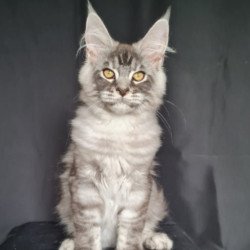 Maine Coon NOV Lexus