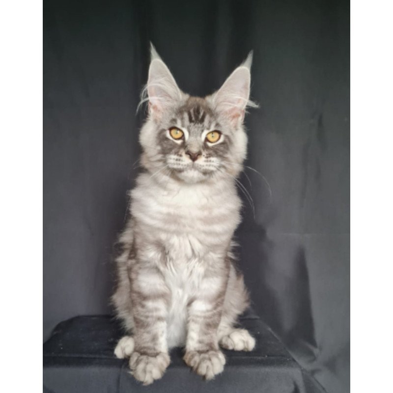 Maine Coon NOV Lexus
