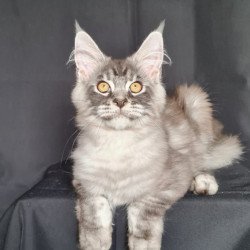Maine Coon NOV Lexus