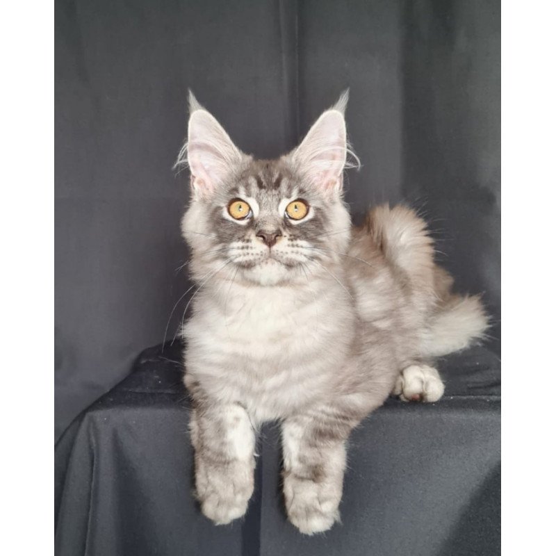Maine Coon NOV Lexus
