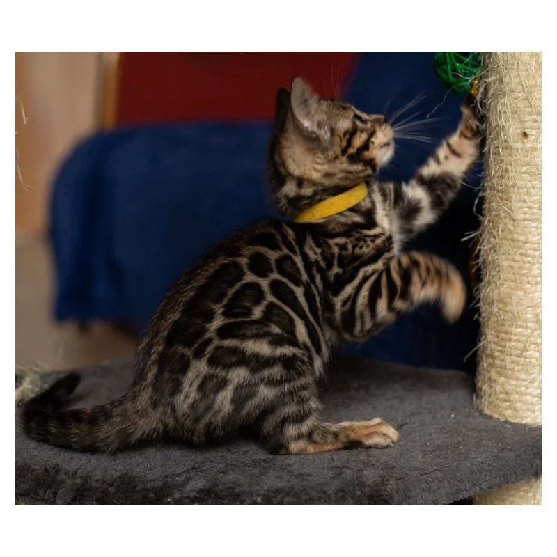 Bengal NOV Waneta