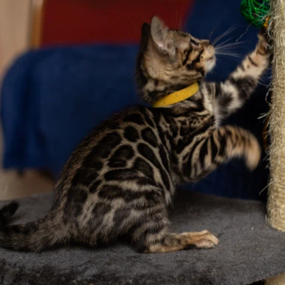 Bengal NOV Waneta
