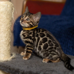 Bengal NOV Waneta