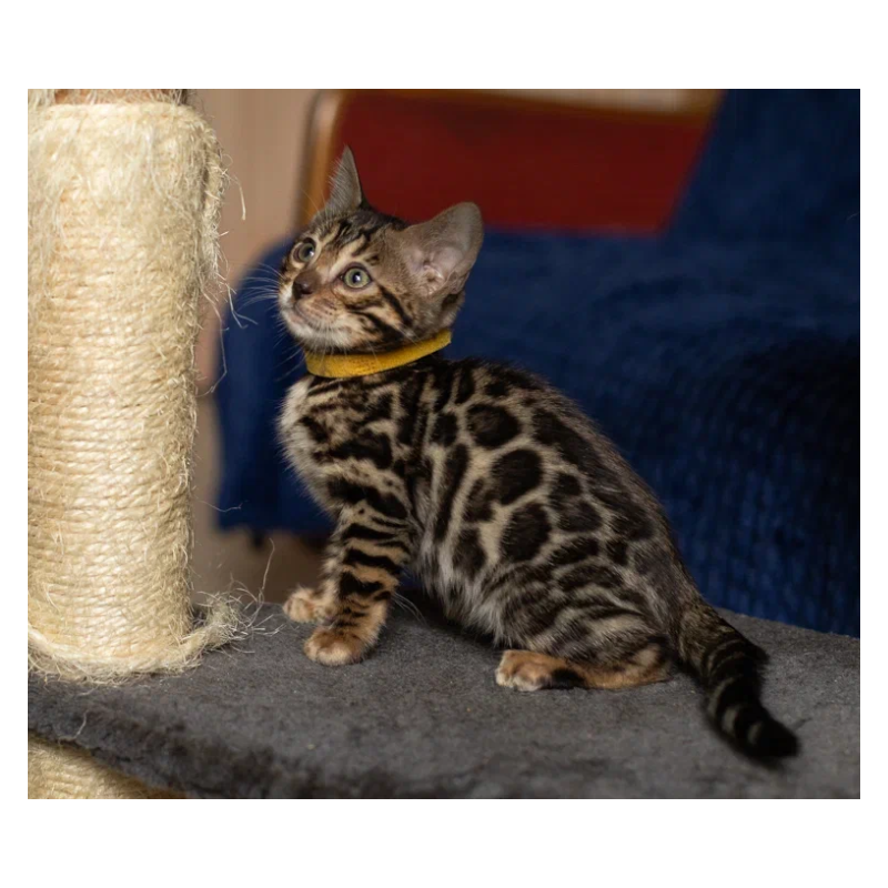 Bengal NOV Waneta