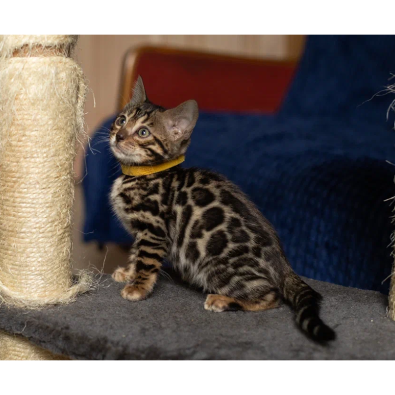 Bengal NOV Waneta