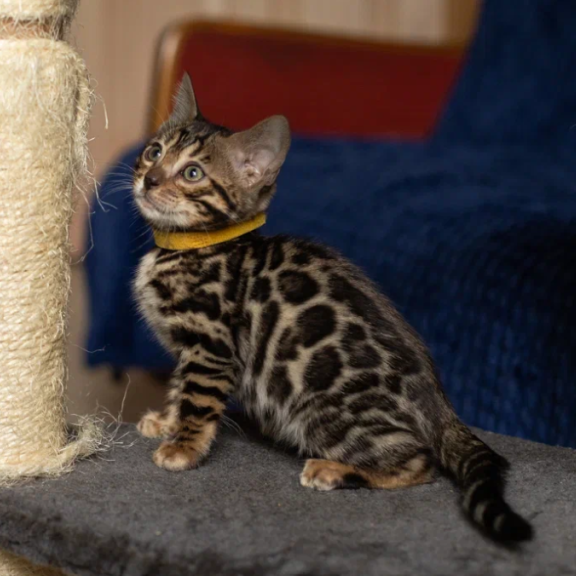 Bengal NOV Waneta