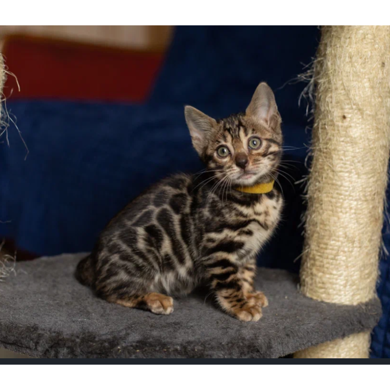 Bengal NOV Waneta