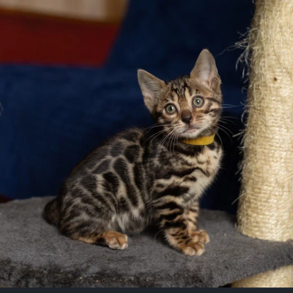 Bengal NOV Waneta