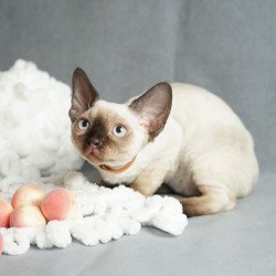 Devon Rex NOV Oreo