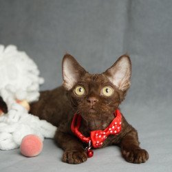Devon Rex NOV Makar