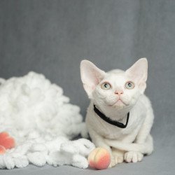 Devon Rex NOV Nika