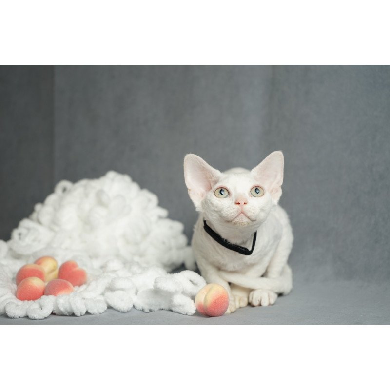 Devon Rex NOV Nika