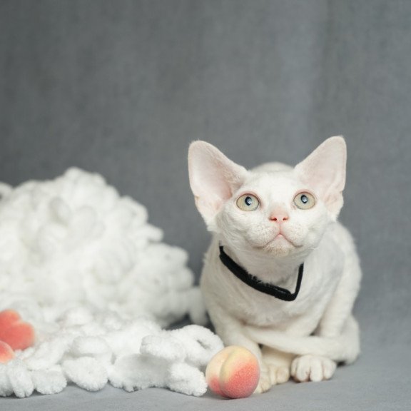 Devon Rex NOV Nika