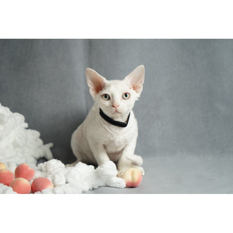 Devon Rex NOV Nika