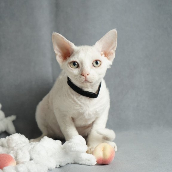Devon Rex NOV Nika