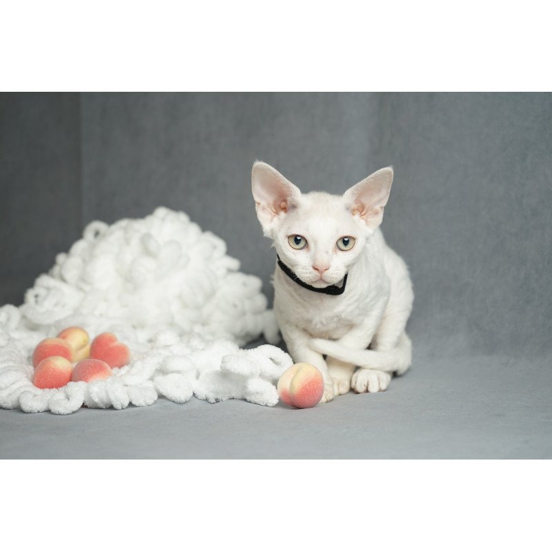Devon Rex NOV Nika