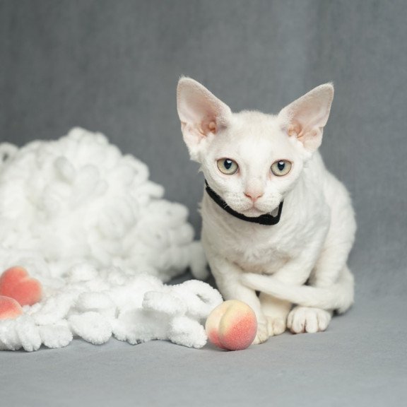 Devon Rex NOV Nika