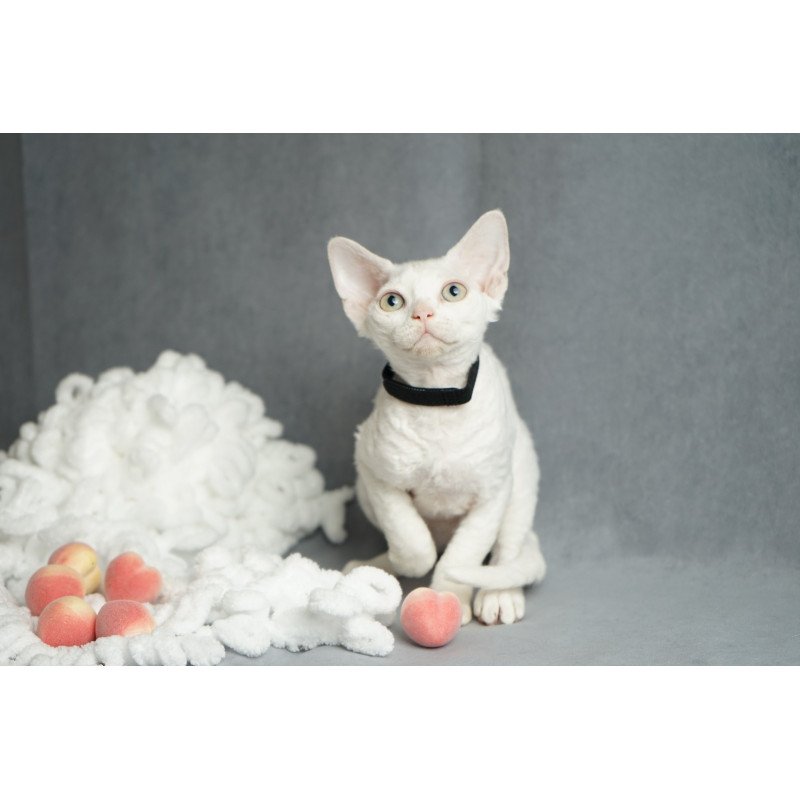 Devon Rex NOV Nika