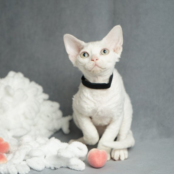 Devon Rex NOV Nika