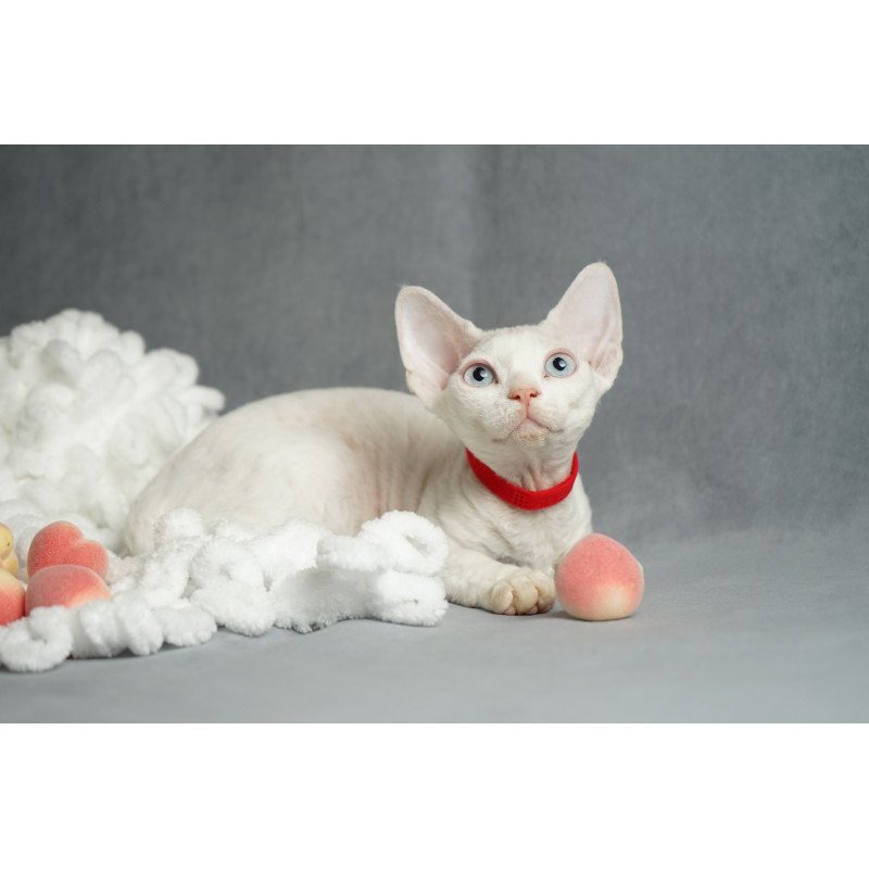 Devon Rex NOV Naitiri