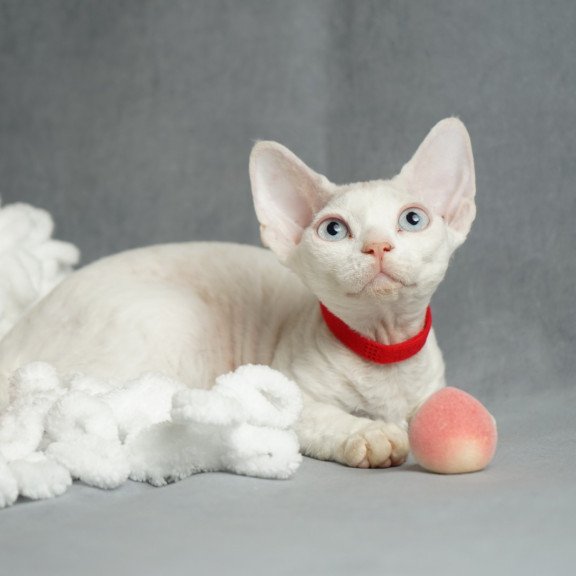 Devon Rex NOV Naitiri