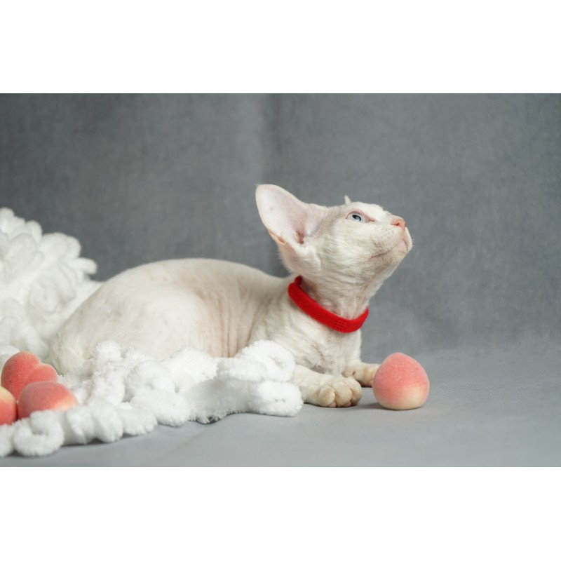 Devon Rex NOV Naitiri
