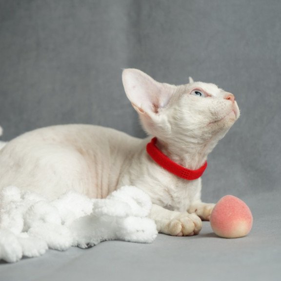 Devon Rex NOV Naitiri