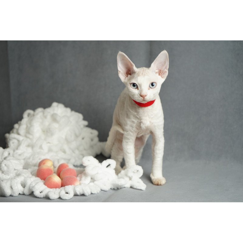 Devon Rex NOV Naitiri