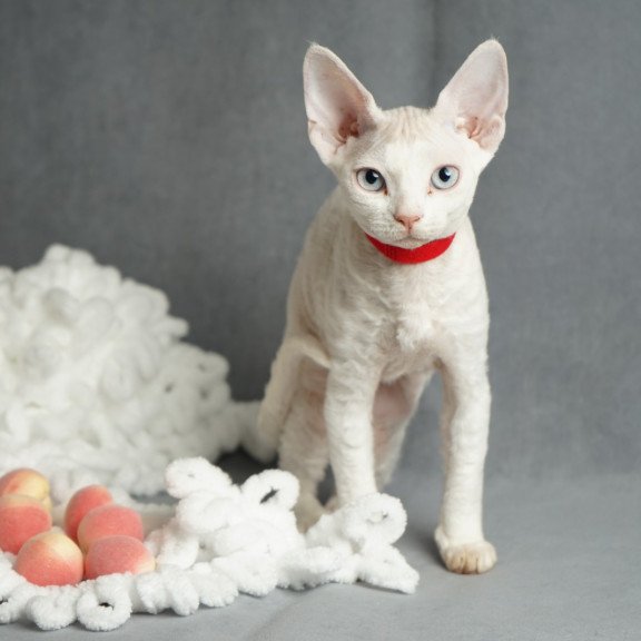 Devon Rex NOV Naitiri