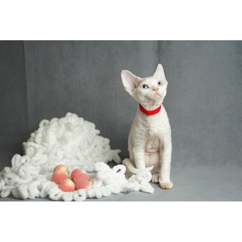 Devon Rex NOV Naitiri
