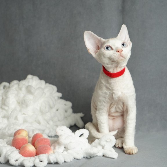 Devon Rex NOV Naitiri