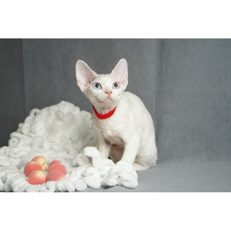 Devon Rex NOV Naitiri