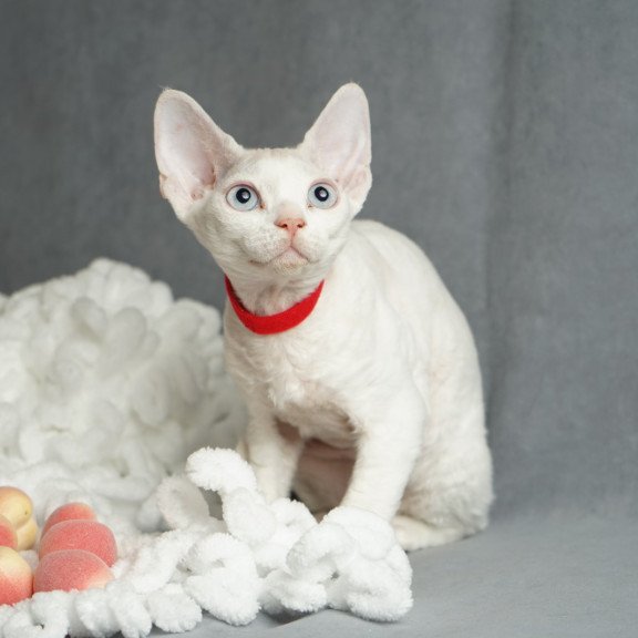 Devon Rex NOV Naitiri